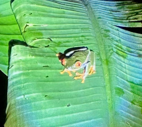 SMLS 26-Costa-Rica-ALIVE-118