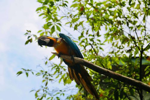 SMLS 26-Costa-Rica-ALIVE-161