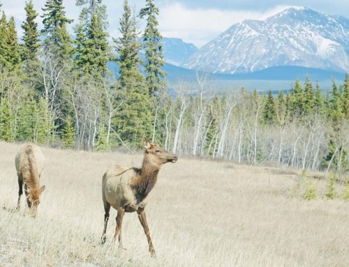 TYS-YUKON-23